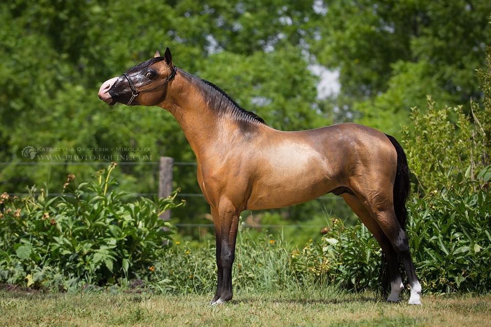 AMHR Stallion